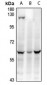 Anti-WTAP Antibody