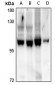 Anti-HPK1 Antibody