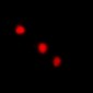 Anti-DLX4 Antibody