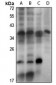 Anti-DLX4 Antibody