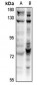 Anti-CDC16 Antibody