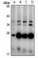 Anti-CD160 Antibody