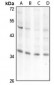 Anti-Aquaporin 5 Antibody