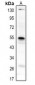 Anti-CD85h Antibody