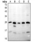 Anti-I-MF Antibody