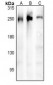 Anti-ARHGEF11 Antibody