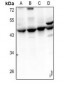 Anti-Septin 2 Antibody