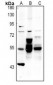 Anti-Alpha-internexin Antibody