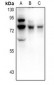 Anti-Frizzled 3 Antibody