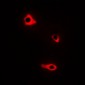 Anti-NMBR Antibody