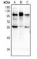 Anti-NMBR Antibody