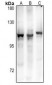Anti-GPR106 Antibody