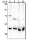 Anti-Flotillin 2 Antibody