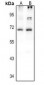 Anti-Histidine Decarboxylase Antibody