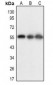 Anti-BACE1 (AcK316) Antibody