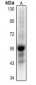 Anti-Histone Deacetylase 1 (AcK220) Antibody