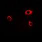 Anti-NMDAR1 (pS890) Antibody