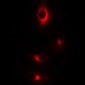 Anti-CDC25 (pS916) Antibody