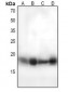 Anti-MUC1 (pY1243) Antibody