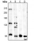 Anti-CD144 Antibody