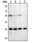 Anti-Mindin Antibody