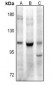 Anti-CD307e Antibody