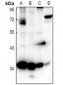 Anti-CD363 Antibody