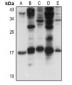 Anti-FGF1 Antibody