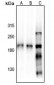 Anti-NMDAR2B Antibody