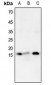 Anti-Histone H4 (MonoMethyl-K16) Antibody