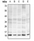 Anti-Histone H4 (MonoMethyl-R19) Antibody