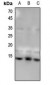 Anti-Histone H4 (MonoMethyl-K31) Antibody