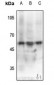 Anti-MEF2C (pS387) Antibody