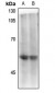 Anti-CD4 (pS433) Antibody
