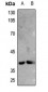 Anti-DARPP32 Antibody