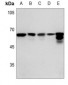 Anti-FYN Antibody