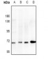 Anti-CHK2 Antibody