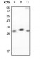 Anti-p27 Kip1 Antibody