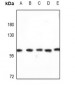 Anti-Kv2.1 Antibody