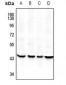 Anti-ILF2 Antibody