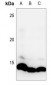 Anti-Histone H4 (MonoMethyl-K20) Antibody