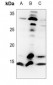 Anti-Histone H4 (TriMethyl-K20) Antibody
