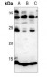 Anti-Histone H4 (MonoMethyl-R3) Antibody