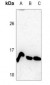 Anti-Histone H4 (MonoMethyl-K12) Antibody
