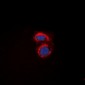 Anti-mPR alpha Antibody