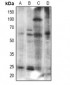 Anti-Histone Deacetylase 2 Antibody