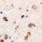 Anti-MYPT1 Antibody