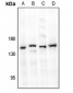 Anti-MYPT1 Antibody