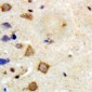 Anti-TRAF6 Antibody