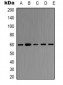 Anti-TRAF6 Antibody